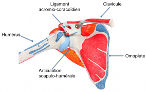 epaule de face Humerus glène de l'omoplate articulation scapulo-humérale. La clavicule s'articule avec l'acromion.